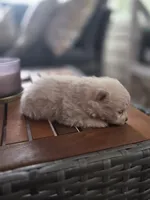 Casper, a male Pomeranian for sale in Lumberton, MS – 3 of 3