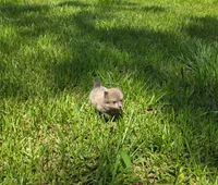 Flynn, a male Pomeranian for sale in Lumberton, MS – 2 of 2