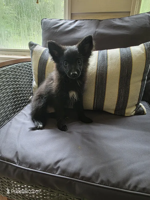 Chunky – Pomeranian puppy for sale in Lumberton, MS