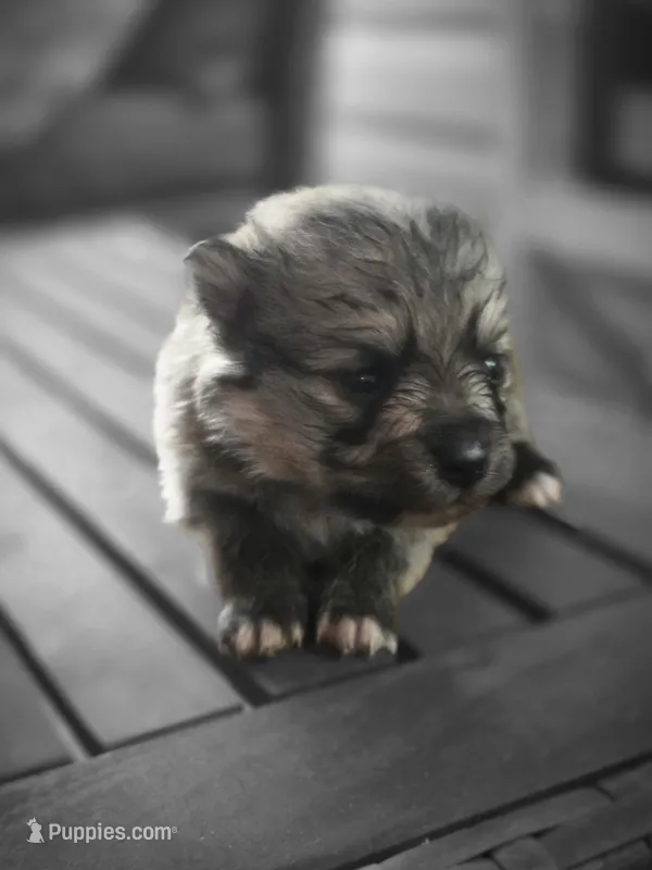 Algernon – Pomeranian puppy for sale in Lumberton, MS