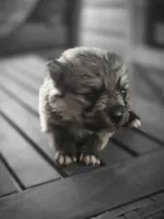 Algernon, a male Pomeranian for sale in Lumberton, MS – 1 of 4