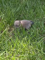 Charles, a male Pomeranian for sale in Lumberton, MS – 4 of 4