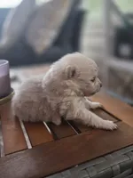 Casper, a male Pomeranian for sale in Lumberton, MS – 2 of 3