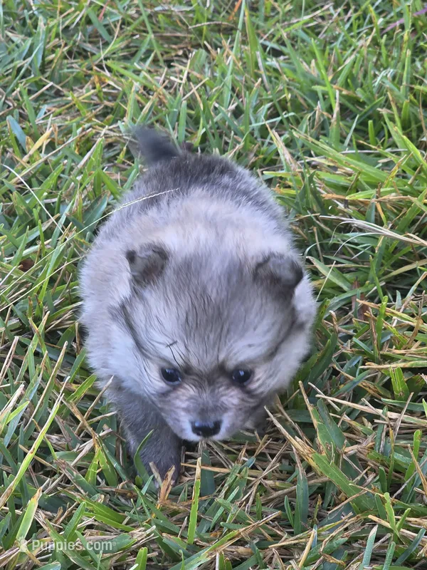 Algernon – Pomeranian puppy for sale in Lumberton, MS