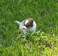Patches, a male Pomeranian for sale in Lumberton, MS – 2 of 3