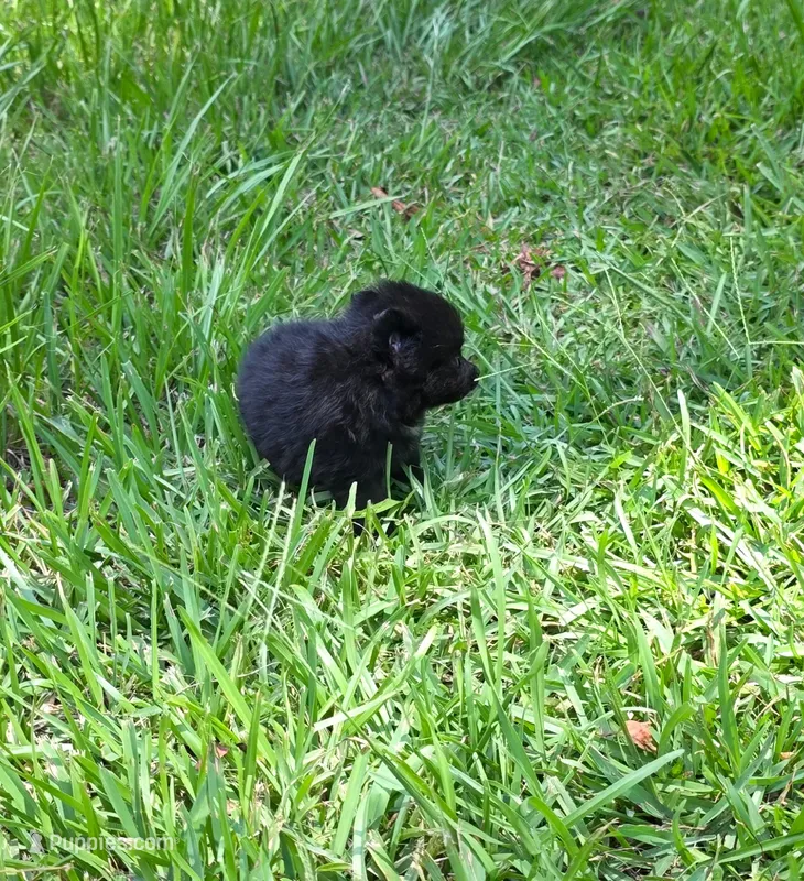 Yvette – Pomeranian puppy on hold in Lumberton, MS