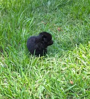 Yvette, a female Pomeranian for sale in Lumberton, MS – 1 of 3