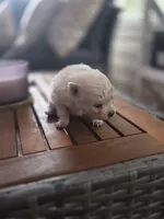 Casper, a male Pomeranian for sale in Lumberton, MS – 1 of 3