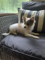 Patches, a male Pomeranian for sale in Lumberton, MS – 2 of 2
