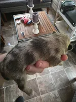 Sterling , a male Pomeranian for sale in Lumberton, MS – 6 of 6