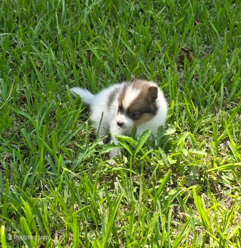 Patches – Pomeranian puppy for sale in Lumberton, MS