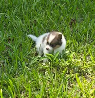 Patches, a male Pomeranian for sale in Lumberton, MS – 1 of 3