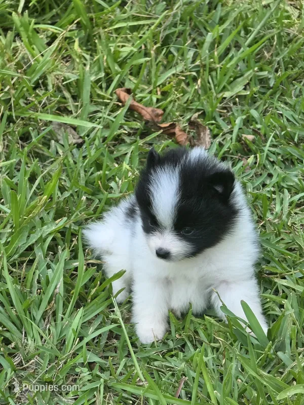 Byron – Pomeranian puppy for sale in Lumberton, MS