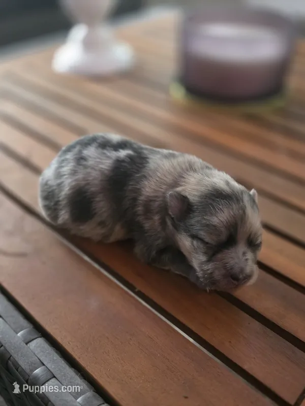 Sterling  – Pomeranian puppy for sale in Lumberton, MS