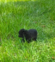 Yvette, a female Pomeranian for sale in Lumberton, MS – 2 of 3