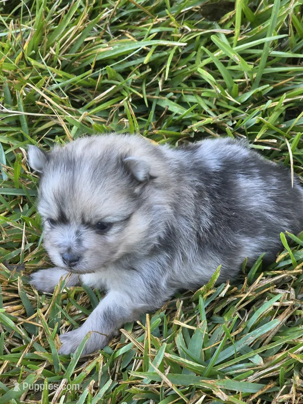 Sterling  – Pomeranian puppy for sale in Lumberton, MS