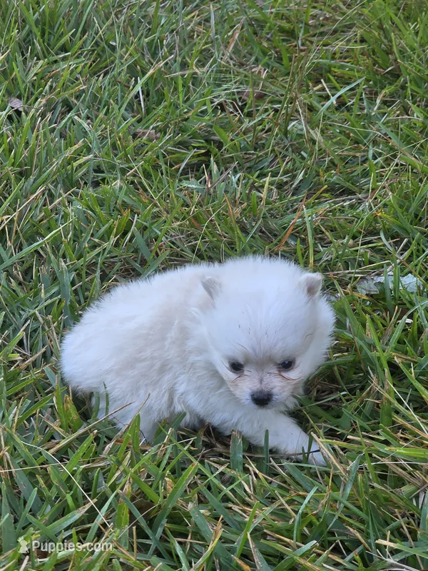 Casper – Pomeranian puppy for sale in Lumberton, MS
