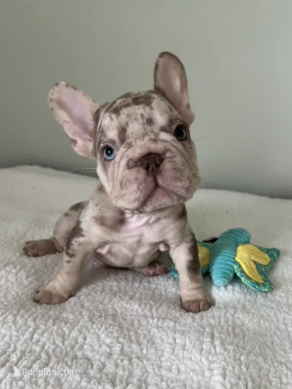 Archie – French Bulldog puppy for sale in West Palm Beach, FL