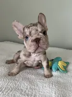 Archie, a male French Bulldog for sale in West Palm Beach, FL – 6 of 10