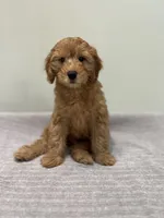 Whiskey, a male Miniature Goldendoodle for sale in West Palm Beach, FL – 5 of 8