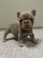 Bucky, a male French Bulldog for sale in West Palm Beach, FL – 4 of 9