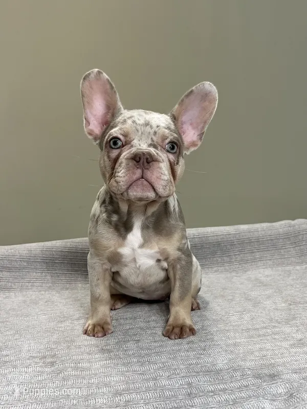 Misty – French Bulldog puppy for sale in West Palm Beach, FL