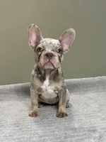 Misty, a female French Bulldog for sale in West Palm Beach, FL – 1 of 7