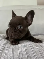 Bear , a male French Bulldog for sale in West Palm Beach, FL – 5 of 9