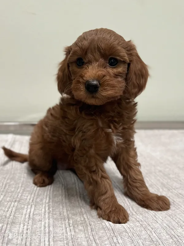 Cindy – Miniature Goldendoodle puppy for sale in West Palm Beach, FL