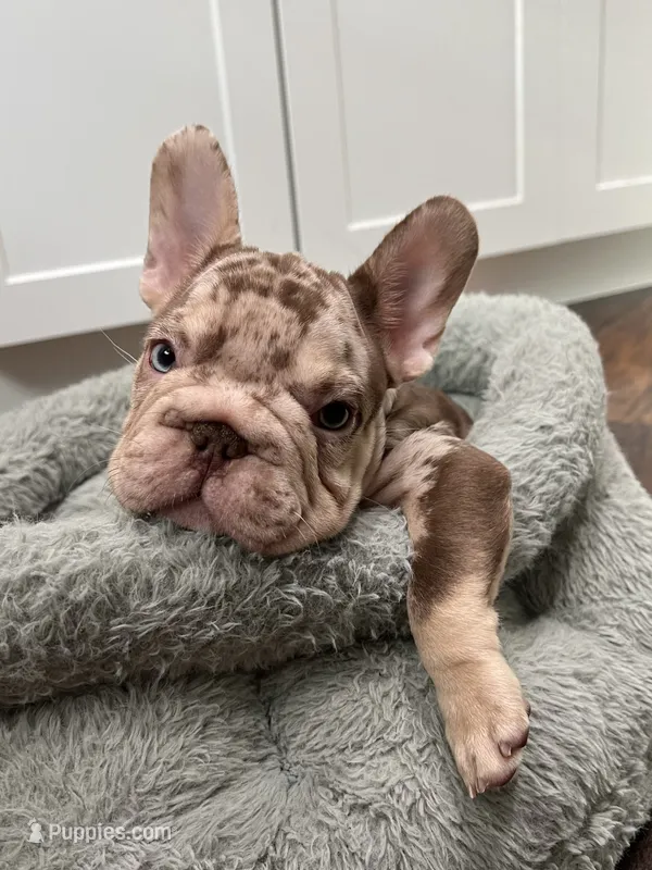 Archie – French Bulldog puppy for sale in West Palm Beach, FL