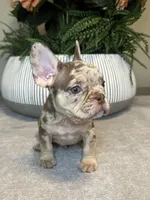 Buddy, a male French Bulldog for sale in West Palm Beach, FL – Photo 6 of 8