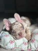 Buddy, a male French Bulldog for sale in West Palm Beach, FL – Photo 1 of 8