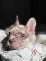 Buddy, a male French Bulldog for sale in West Palm Beach, FL – Photo 2 of 8