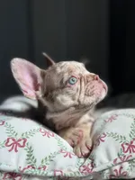 Buddy, a male French Bulldog for sale in West Palm Beach, FL – Photo 4 of 8