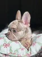 Buddy, a male French Bulldog for sale in West Palm Beach, FL – Photo 3 of 8