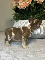 Buddy, a male French Bulldog for sale in West Palm Beach, FL – Photo 8 of 8