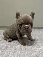 Bucky, a male French Bulldog for sale in West Palm Beach, FL – 2 of 9