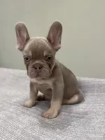 Bucky, a male French Bulldog for sale in West Palm Beach, FL – 5 of 10