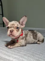 Shelly, a female French Bulldog for sale in West Palm Beach, FL – 8 of 10