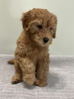 Whiskey, a male Miniature Goldendoodle for sale in West Palm Beach, FL – 3 of 8