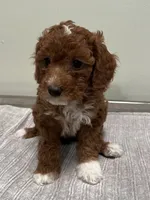 Harley, a female Miniature Goldendoodle for sale in West Palm Beach, FL – 4 of 8