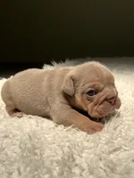 Tank, a male English Bulldog for sale in West Palm Beach, FL – 4 of 5