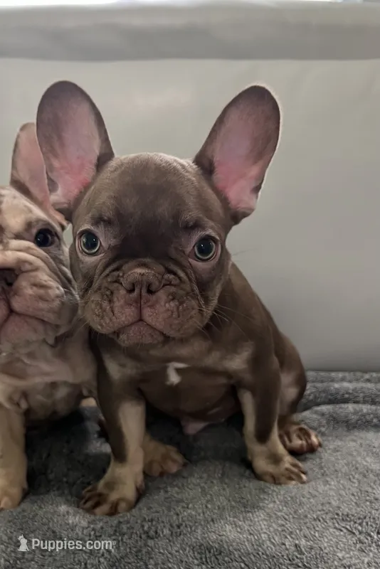 Hank – French Bulldog puppy for sale in West Palm Beach, FL