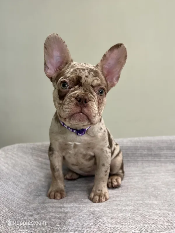 Milano – French Bulldog puppy for sale in West Palm Beach, FL