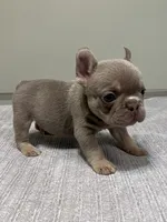Bucky, a male French Bulldog for sale in West Palm Beach, FL – 7 of 9