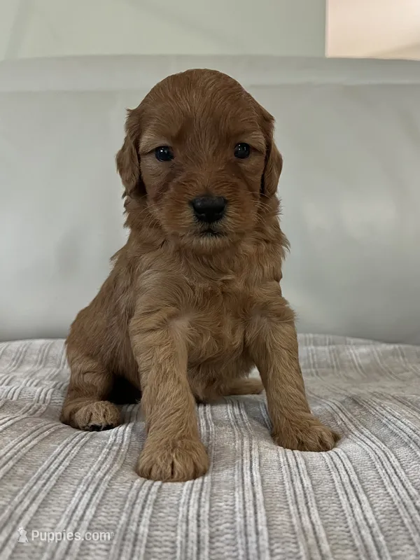 Whiskey – Miniature Goldendoodle puppy for sale in West Palm Beach, FL