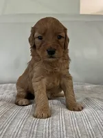 Whiskey, a male Miniature Goldendoodle for sale in West Palm Beach, FL – 1 of 5