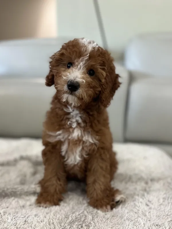Cooper – Miniature Goldendoodle puppy for sale in West Palm Beach, FL