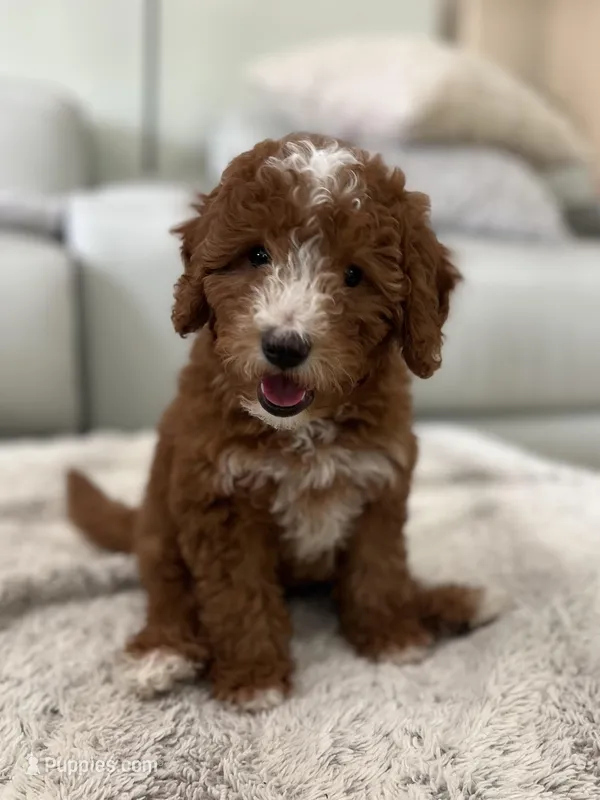 Cooper – Miniature Goldendoodle puppy for sale in West Palm Beach, FL