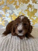 Cooper, a male Miniature Goldendoodle for sale in West Palm Beach, FL – Photo 6 of 9